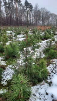 reforestation